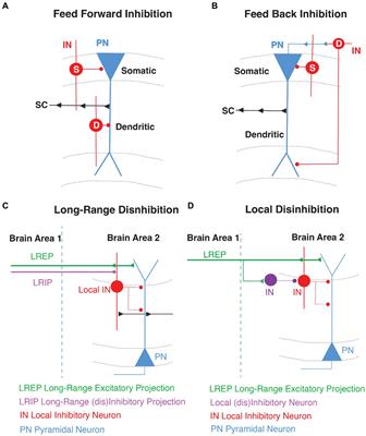 Local and long-range GABAergic circuits in hippocampal area CA1 and their link to Alzheimer’s disease